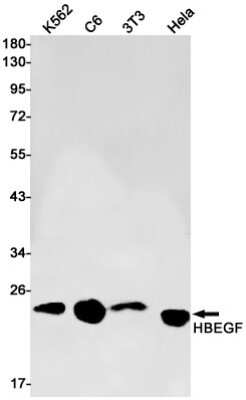 Western Blot: HB-EGF Antibody (S08-9C2) [NBP3-15039]