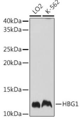 Western Blot: HBG1/2 AntibodyAzide and BSA Free [NBP2-95101]