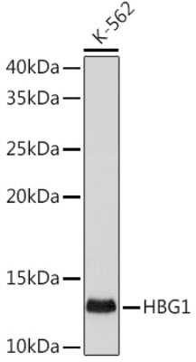 Western Blot: HBG1 Antibody (1R9T7) [NBP3-15298]