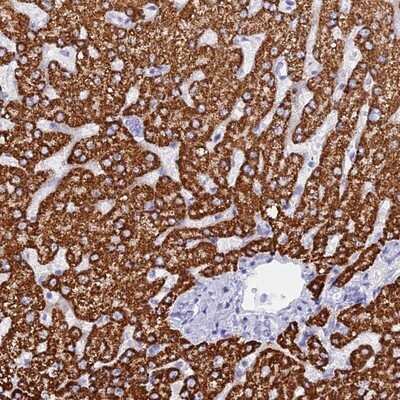 Immunohistochemistry-Paraffin: HBLD2 Antibody [NBP1-89715]