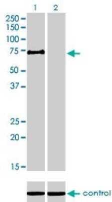 Western Blot: HBO1 Antibody (2G5) [H00011143-M01]