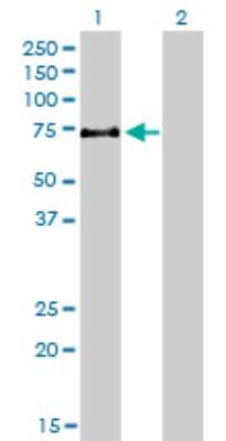 Western Blot: HBO1 Antibody (2G5) [H00011143-M01]