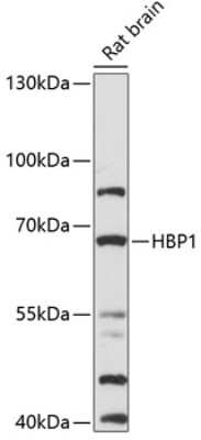 Western Blot: HBP1 AntibodyAzide and BSA Free [NBP3-04856]