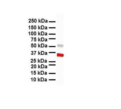 Western Blot: HBP1 Antibody [NBP3-10947]