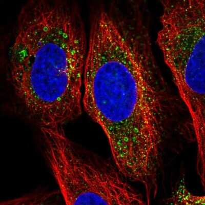 Immunocytochemistry/ Immunofluorescence: HBQ1 Antibody [NBP2-38960]