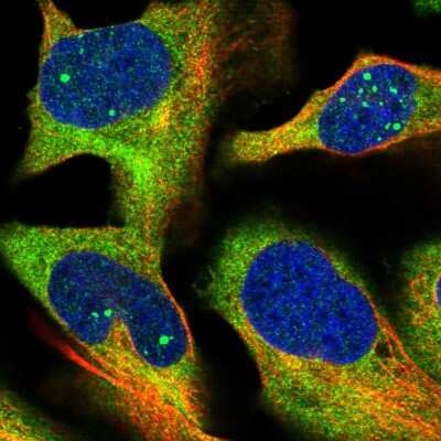 Immunocytochemistry/ Immunofluorescence: HBS1L Antibody [NBP1-85123]