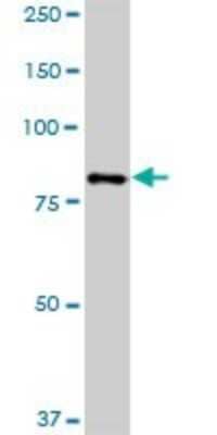 Western Blot: HBS1L Antibody [H00010767-B01P]