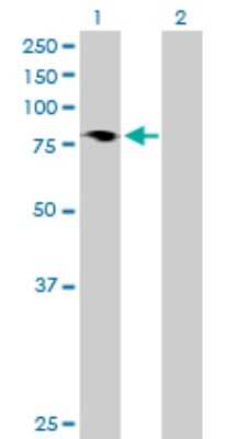 Western Blot: HBS1L Antibody [H00010767-B01P]