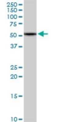 Western Blot: HBS1L Antibody [H00010767-D01P]