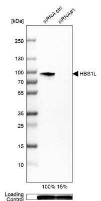 Knockdown Validated: HBS1L Antibody [NBP1-85123]