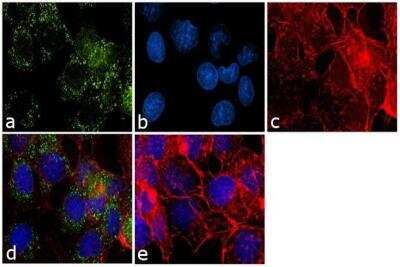 Immunocytochemistry/ Immunofluorescence: HC1 Antibody [NB100-74436]