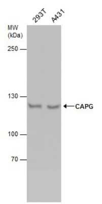 Western Blot: HCAP-G Antibody [NBP3-12992]