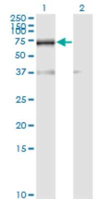 Western Blot: HCC1 Antibody (4G8) [H00009584-M01]