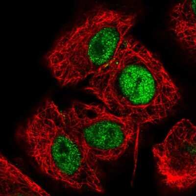 Immunocytochemistry/ Immunofluorescence: HCFC1R1 Antibody [NBP2-31788]