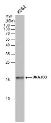 Western Blot: HCG3 Antibody [NBP2-43615]