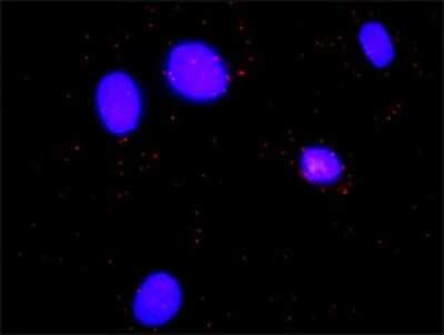 Proximity Ligation Assay: HCLS1 Antibody (1A8) [H00003059-M02]