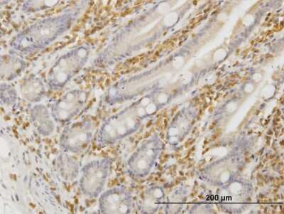 Immunohistochemistry-Paraffin: HCLS1 Antibody (2A9) [H00003059-M06]