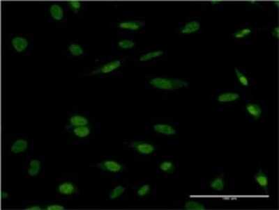 Immunocytochemistry/ Immunofluorescence: HCLS1 Antibody (3D5) [H00003059-M01]