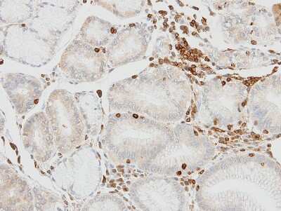 Immunohistochemistry-Paraffin: HCLS1 Antibody [NBP1-30953]