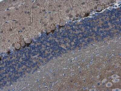 Immunohistochemistry-Paraffin: HCN1 Antibody [NBP3-13014]