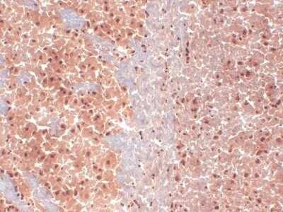 Immunohistochemistry: HCN1 Antibody (S70) [NBP1-22450]