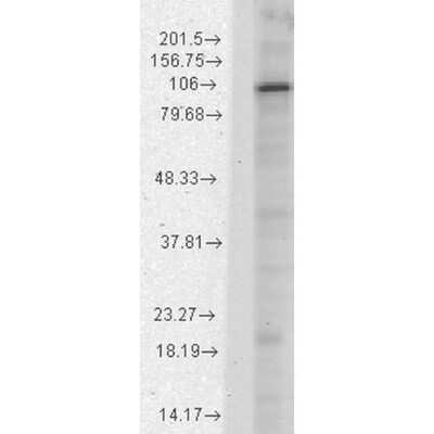 Western Blot: HCN1 Antibody (S70) [NBP1-22450]