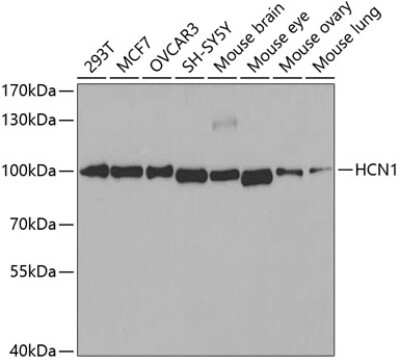 Western Blot: HCN1 AntibodyAzide and BSA Free [NBP3-04110]