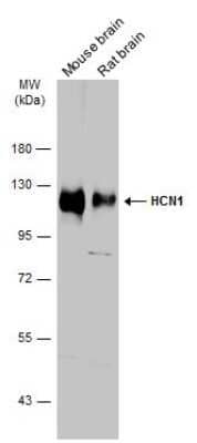 Western Blot: HCN1 Antibody [NBP3-13014]