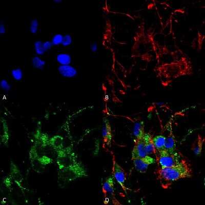 Immunocytochemistry/ Immunofluorescence: HCN2 Antibody (S71-37) [NBP2-12895]