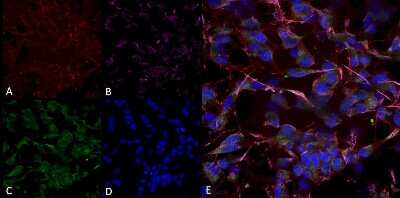Immunocytochemistry/ Immunofluorescence: HCN2 Antibody (S71-37) [NBP2-12895]
