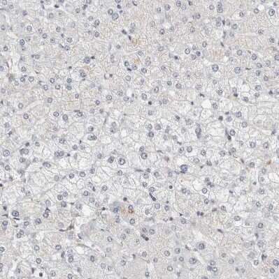 Immunohistochemistry-Paraffin: HCN3 Antibody [NBP1-81402]