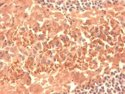 Immunohistochemistry-Frozen: HCN4 Antibody (S114/10) [NBP2-12910]