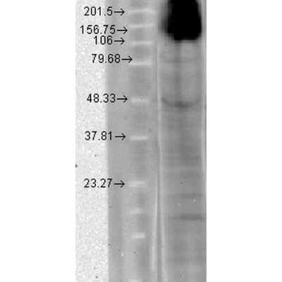 Western Blot: HCN4 Antibody (S114/10) [NBP2-12910]