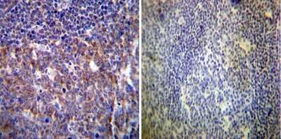 Immunohistochemistry-Paraffin: HCN4 Antibody (SHG 1E5) [NB100-74439]