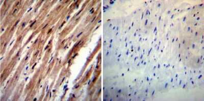 Immunohistochemistry-Paraffin: HCN4 Antibody (SHG 1E5) [NB100-74439]