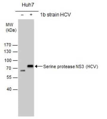 Western Blot: HCV-NS3 Antibody [NBP3-13009]