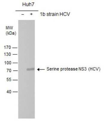 Western Blot: HCV-NS3 Antibody [NBP3-13013]