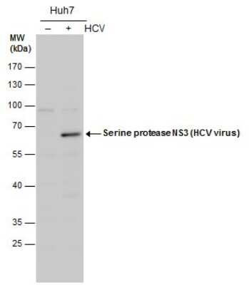 Western Blot: HCV-NS3 Antibody [NBP3-13013]