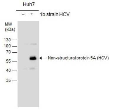 Western Blot: HCV-NS5a Antibody [NBP3-13010]