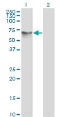 Western Blot: HDAC1 Antibody (1D6) [H00003065-M06]