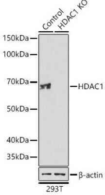 Knockout Validated: HDAC1 Antibody (2L6O7) [NBP3-15780]