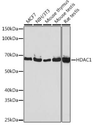 Western Blot: HDAC1 Antibody (2L6O7) [NBP3-15780]