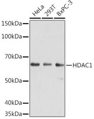 Western Blot: HDAC1 Antibody (4W3X7)Azide and BSA Free [NBP3-15566]