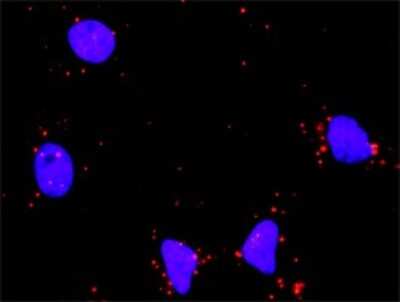 Proximity Ligation Assay: HDAC1 Antibody (5C11) [H00003065-M14]