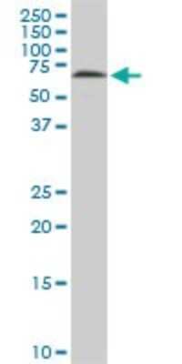 Western Blot: HDAC1 Antibody (5C11) [H00003065-M14]