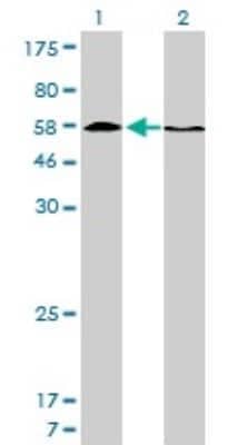 Western Blot: HDAC1 Antibody (5C11) [H00003065-M14]