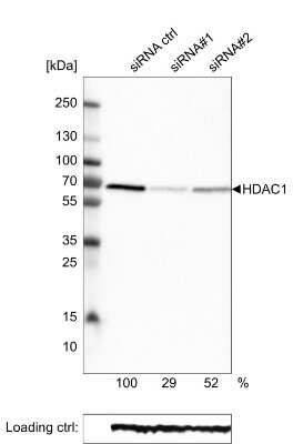 Western Blot: HDAC1 Antibody (CL0510) [NBP2-52937]