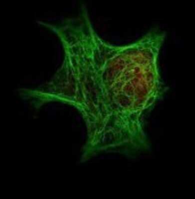 Immunocytochemistry/ Immunofluorescence: HDAC1 Antibody [NBP1-78101]