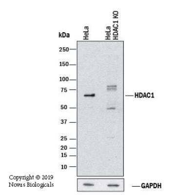 Knockout Validated: HDAC1 Antibody [NB100-56340]