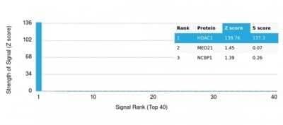 Protein Array: HDAC1 Antibody (PCRP-HDAC1-1B7) - Azide and BSA Free [NBP3-14062]